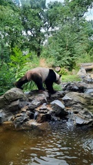 Ailuropoda melanoleuca