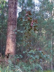 Acer pseudoplatanus