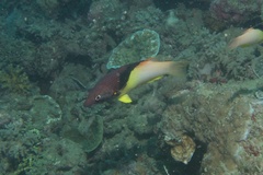 Bodianus mesothorax