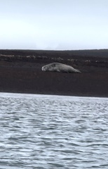 Leptonychotes weddellii