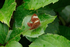 Abisara
