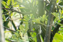 Yungipicus moluccensis