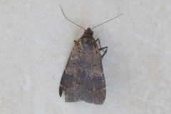 Hydrillodes funestalis