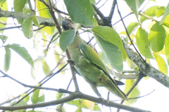 Psittacula alexandri