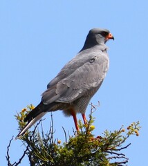 Melierax canorus canorus