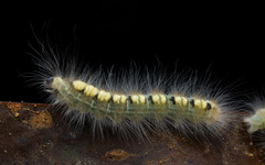 Lasiocampoidea