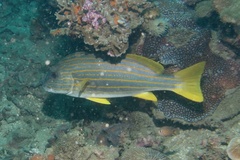Plectorhinchus chrysotaenia