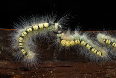 Lasiocampoidea