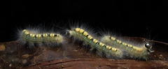 Lasiocampoidea