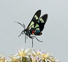 Euchromia folletii