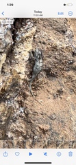 Chamaeleonidae