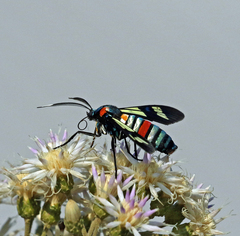 Euchromia folletii
