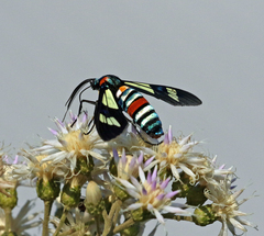 Euchromia folletii