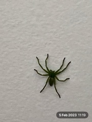 Micrommata