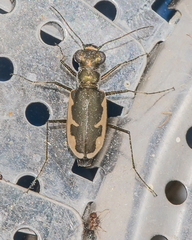 Eunota circumpicta