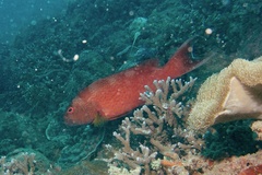 Variola albimarginata