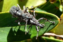 Pachyura australis