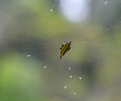 Gasteracantha diadesmia