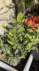 Ruscus