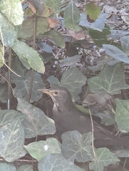 Turdus merula