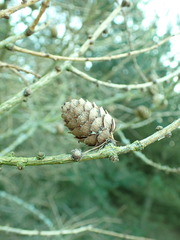 Larix decidua