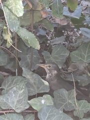 Turdus merula
