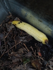 Testacella haliotidea