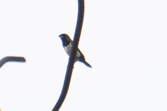 Lonchura leucogastroides