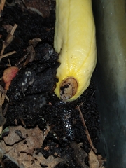 Testacella haliotidea