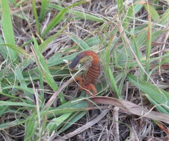 Heteroctenus junceus