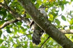 Hierococcyx sparverioides