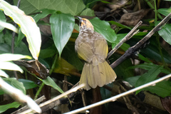 Pycnonotus zeylanicus