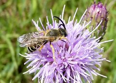 Halictus scabiosae