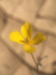 Eschscholzia minutiflora