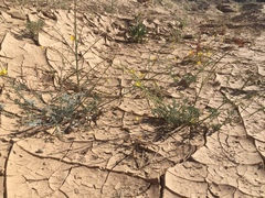 Eschscholzia minutiflora