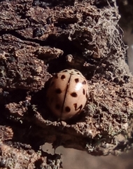 Oenopia