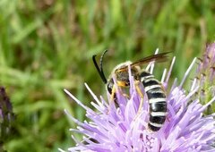 Halictus scabiosae