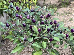 Capsicum annuum conoides