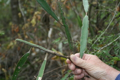 Selenicereus escuintlensis