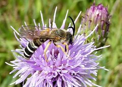 Halictus scabiosae