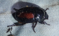 Arriguttia brevissima