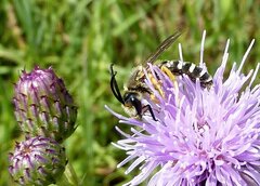 Halictus scabiosae