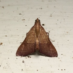 Endotricha pyrosalis