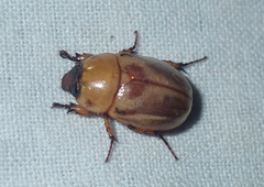 Cyclocephala subsignata