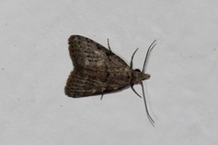 Nola desmotes