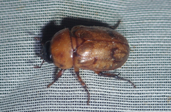 Cyclocephala diluta
