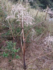 Angelica pubescens