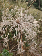 Angelica pubescens