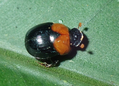 Canthidium