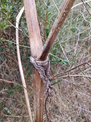 Angelica pubescens